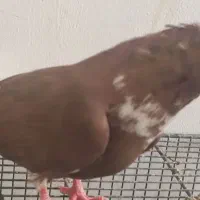 صربل اصل نر و مادر درجه ۱ماده سیاه نر قرمز شاه بال