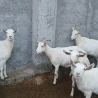 بز سانن|حیوانات مزرعه|شیروان (خراسان), |دیوار