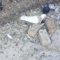 فروش کفتر بهبهانی نقش