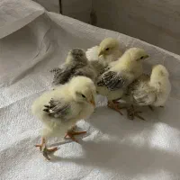 جوجه برهما|حیوانات مزرعه|اصفهان, قهجاورستان|دیوار