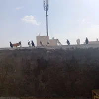 همه جور کفتری موجود هست کفتر پرشی و زینتی|پرنده|اصفهان, باتون|دیوار