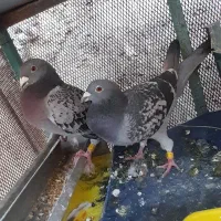 تبلت سالم ن د ا ر م ....کبوتر پلاکی