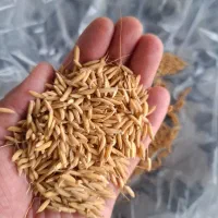 تخم جوی هاشمی