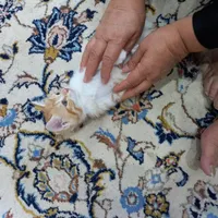 واگزاری بچه گربه ۴ ماه|گربه|یزد, |دیوار