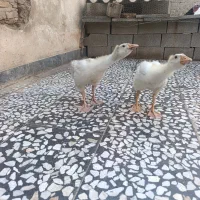 غاز و اردک.مرغ وخروس.جوجه برهما|حیوانات مزرعه|نگین شهر, |دیوار