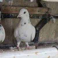 کبوتر کفترپرشی