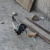 مرغ خروس|حیوانات مزرعه|پاکدشت, پاکدشت (مامازند)|دیوار