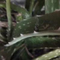 گیاهان دارویی