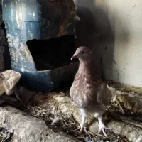 کبوتر مسافتی|پرنده|آمل, |دیوار