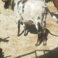 دو عدد گوساله