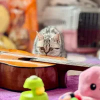 گربه بریتیش شورت هییر