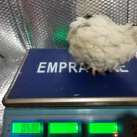 پیش فروش جوجه بلدرچین وایت|حیوانات مزرعه|بابکان, |دیوار