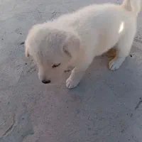 سگ پا کوتاه|سگ|بندرعباس, |دیوار