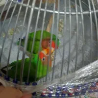 صندلی .قفس باطوطی