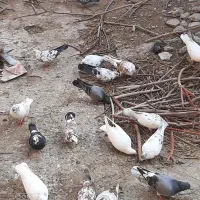 فروش تمام کبوتر ها یک جا|پرنده|نقده, |دیوار