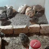 بلدرچین تخمگذار