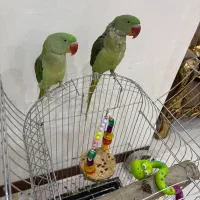 شاه طوطی|پرنده|تهران, مقدم|دیوار