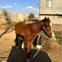 فروش اسب مادیون|اسب و تجهیزات اسب‌سواری|کوهدشت, |دیوار