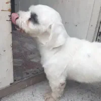 سگ گمشده