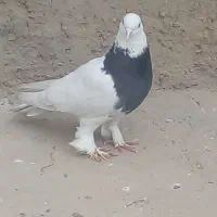 طوقی نر پاپر ۸۰۰ پلاکی