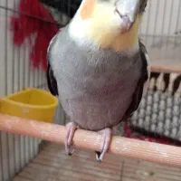 فروش عروس هلندی|پرنده|کرج, محمود آباد|دیوار