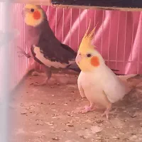 عروس هلندی مولد|پرنده|دامغان, |دیوار