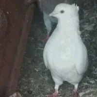 کبوتر سفید نر