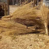 جاروروستایی
