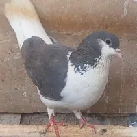دوتا کفتر ماده پلاس و پاکستانی|پرنده|قم, شهرک امام حسین|دیوار