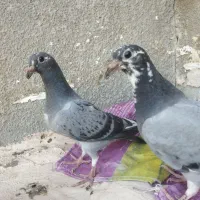 جوجه پلاکی