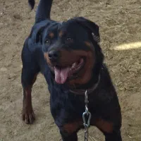 سگ روتوایلر ماده پوزه دلقکی