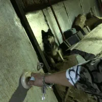 هاسکی مالاموت