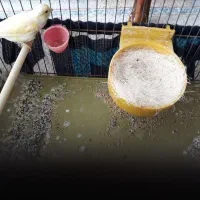 قناری ماده آماده و تخم گذار|پرنده|شیراز, میانرود|دیوار