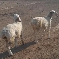 دو راس بره ماده چینی اصیل کری سفیدخوشکل