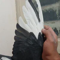 دوتا کفتر ی زاغ دم سفید ی پلنگ|پرنده|کرمان, |دیوار