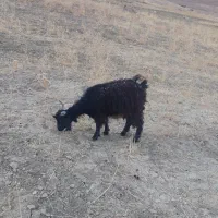 بزغاله ابستن|حیوانات مزرعه|بیرانوند, |دیوار