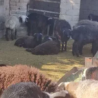 فروش بره کوهه  جفتی 85کیلو نر و ماده