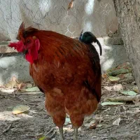 خروس محلی