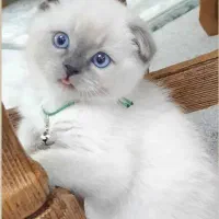 اسکاتیش خاص