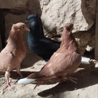 زرد سرخ زاغ دم سفید جوجه