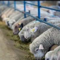 همـراه باسـلاخ حـرفه ای  فروش زنده گوسفند