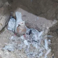 ۱۰ عدد کبوتر پرشی