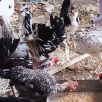 تخم مرغ گلین مرغ گلین خروس گلین و گردن لخت|حیوانات مزرعه|مشهد, شهرک بهارستان|دیوار