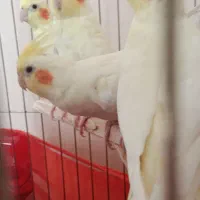 عروس|پرنده|اسلام‌شهر, مسکن مهر اسلاشهر (شهرک امام خمینی)|دیوار