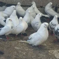 تعداد کبوتر دمبی و کله ای وسینه ای