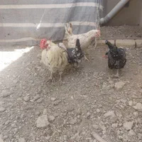 مرغ وخروس وجوجه گلین|حیوانات مزرعه|اصفهان, حصه شمالی|دیوار