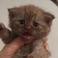 اسکاتیش کله خرسی چاکلت