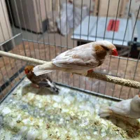 فنچ ایزابل ، اورنج|پرنده|ری, حمزهآباد|دیوار