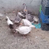 غاز|حیوانات مزرعه|عسگران, |دیوار