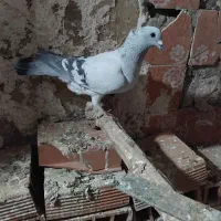 جفت بدرنگ|پرنده|کرمان, |دیوار